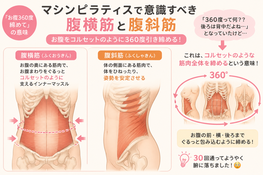 腹横筋と腹斜筋